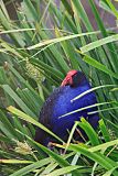 Australasian Swamphen